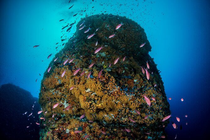 Immersion in Banco Santa Croce from Sorrento with Expert Guide - Who Should Consider This Tour?