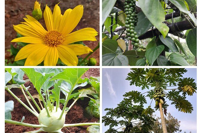 Immersive Coconut Experience by Mulgao Verde - Practical Details and Tips