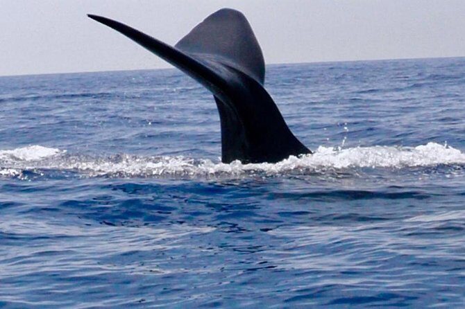 Immersive dolphin and whale watching mission on a secret boat Trincomalee - Key Points