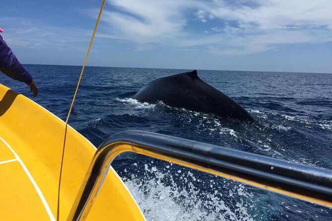 Immersive dolphin and whale watching mission on a secret boat Trincomalee - Who Should Consider This Tour?