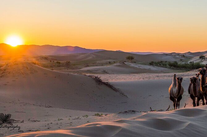 Immersive Mongolian Gobi experience, Camel, Cousine, Stargaze, 2D - FAQ