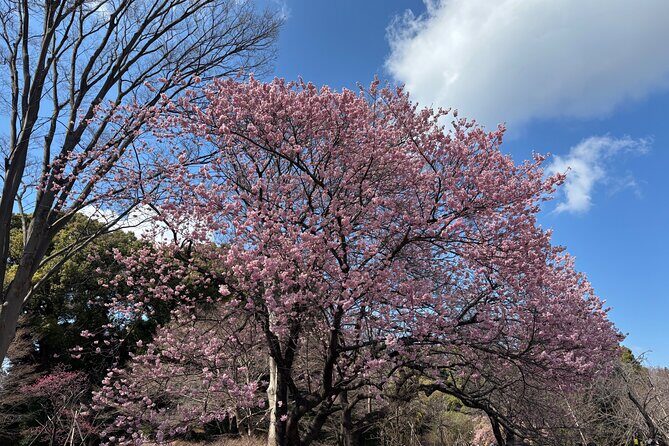 Imperial Palace and East Gardens Private Walking Tour in Tokyo - FAQ