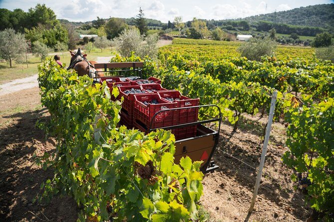 In a carriage among the vineyards, visit of the cellar, tasting of organic wines. - FAQ