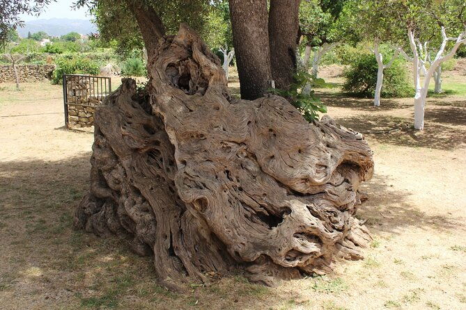 in-crete-discover-the-miracle-of-olive-oil-and-organic-fruits