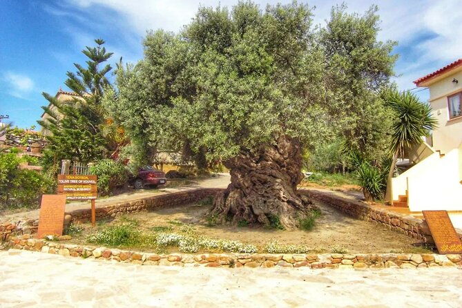 in-crete-discover-the-miracle-of-olive-oil-and-organic-fruits