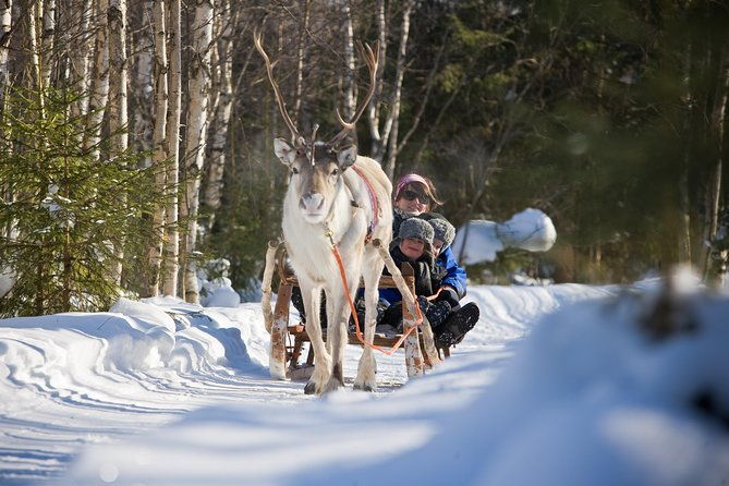 in-pursuit-of-reindeer-snowmobile-safari-to-reindeer-farm-in-rovaniemi