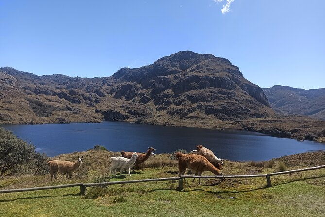 inca-trail-cajas-national-park-tour-from-cuenca