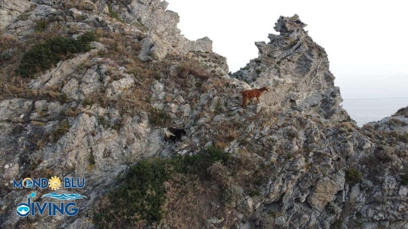 Incantevole Tour al tramonto con sosta a Praia i Focu - FAQs