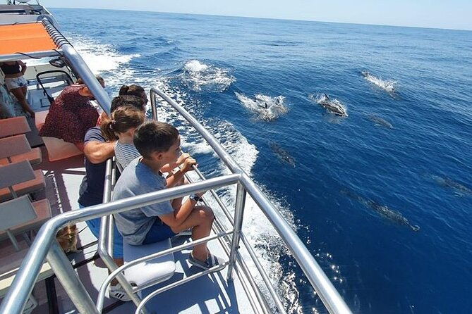 incredible-dolphin-watching-experience-on-our-family-friendly-catamaran-lagos