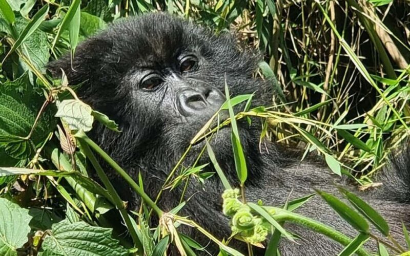 Incredible gorilla Trekking experience in Rwanda - An In-Depth Look at the Gorilla Trekking Tour in Rwanda