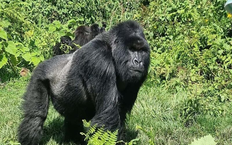 Incredible gorilla Trekking experience in Rwanda - Practical Tips for Your Gorillas Trekking Day