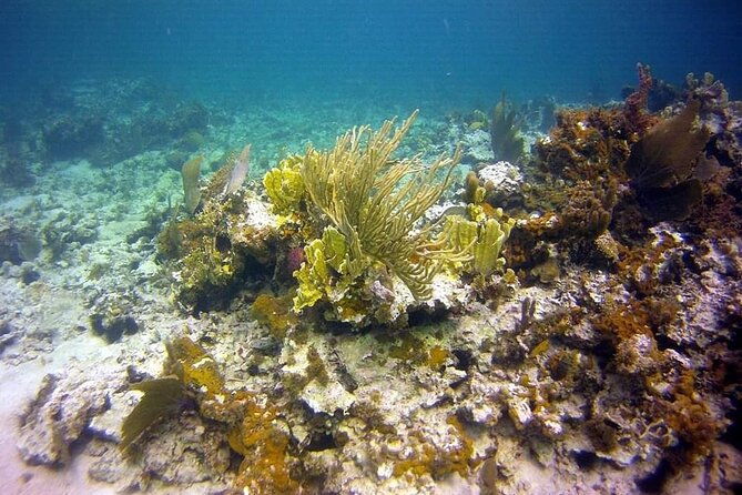 incredible-negril-guided-snorkeling-to-reef-anchor-and-cannon