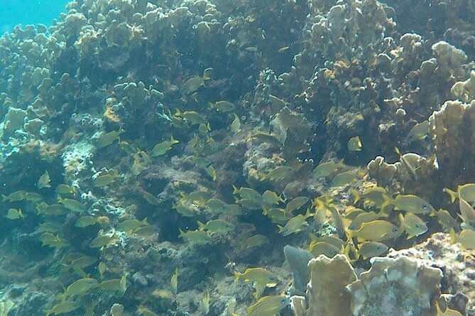 incredible-negril-guided-snorkeling-to-reef-anchor-and-cannon