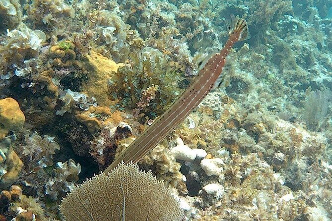 incredible-negril-guided-snorkeling-to-reef-anchor-and-cannon