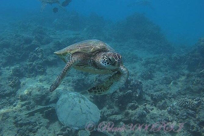 incredibly-fun-2-tank-boat-dive-from-waikiki-beginners-welcome-2
