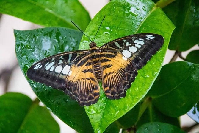 individual-rainforest-tour