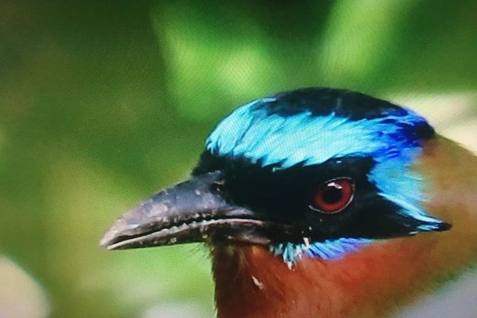 individual-rainforest-tour