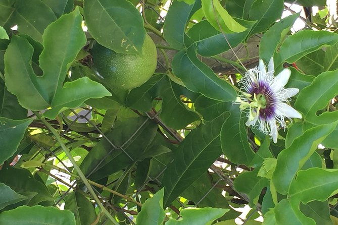 individual-rainforest-tour