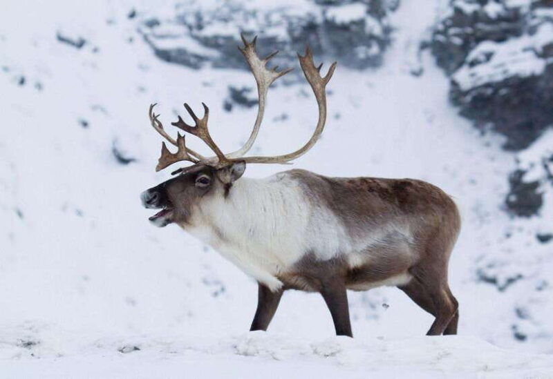 inner-mongilia-6-day-hulunbuir-private-winter-tour