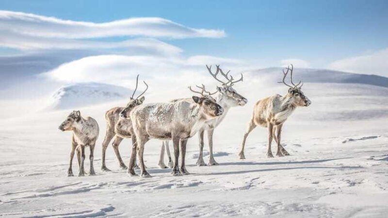inner-mongilia-6-day-hulunbuir-private-winter-tour