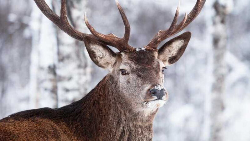inner-mongilia-6-day-hulunbuir-private-winter-tour
