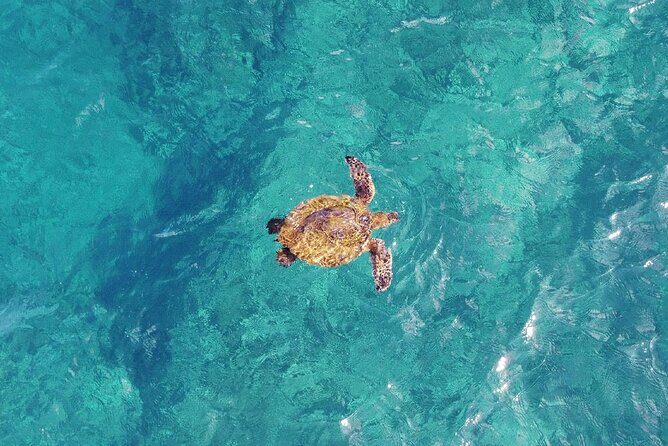Inner Reef Explorer - 30 minute Reef Scenic Flight - Who Should Book This Tour?