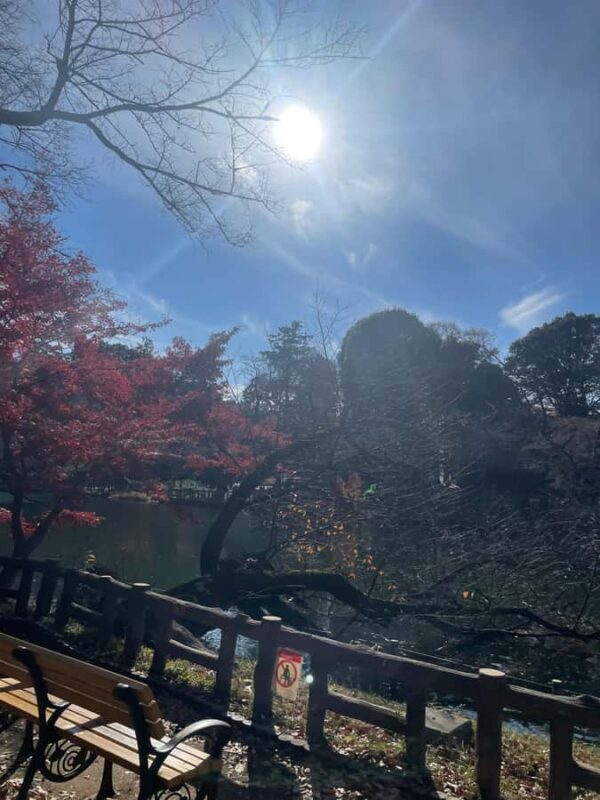 Inokashira Park: Guided Nature & Hidden Gems Walk - What to Expect from the Inokashira Park Guided Nature & Hidden Gems Walk