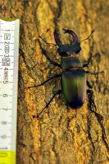 insects-and-other-fantastic-creatures