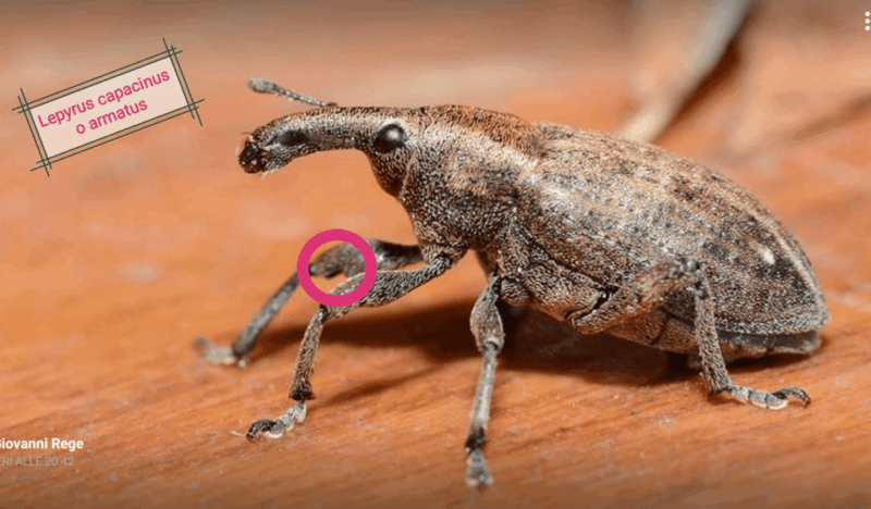 insects-and-other-fantastic-creatures