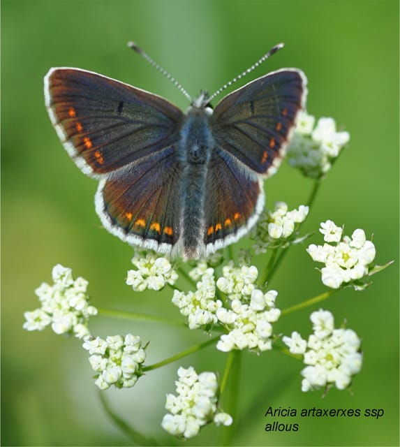 insects-and-other-fantastic-creatures