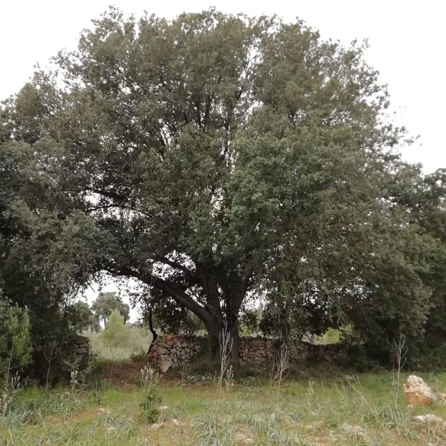 intensive-chiromassage-workshop