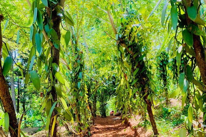 Interactive Cinnamon and Spices Experience at Warala Watta Farm - Who Will Love This Tour?