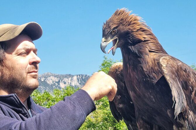 Interactive Educational Course on Birds of Prey - Experience Review: Interactive Educational Course on Birds of Prey