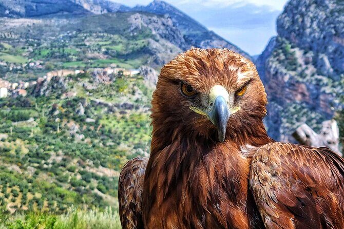 Interactive Educational Course on Birds of Prey - Key Points