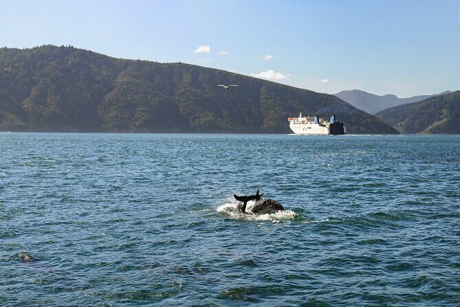 InterIslander Ferry - Wellington to Picton - Final Thoughts