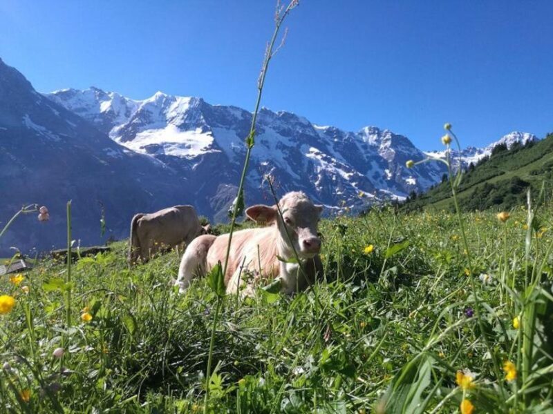 Interlaken: 72 Waterfalls Valley & Lauterbrunnen E-Bike Tour - Who Should Consider This Tour