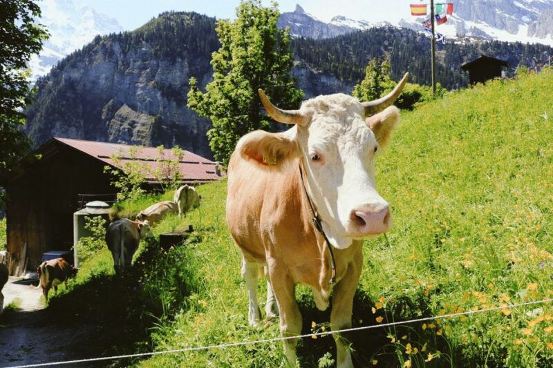 Interlaken: Capture the most Photogenic Spots with a Local - What Travelers Say