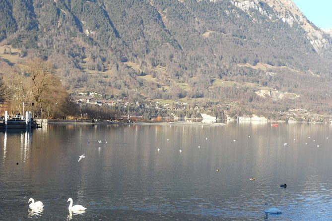 interlaken-private-tour-mountains-cows-thun-lake-and-brienz-lake