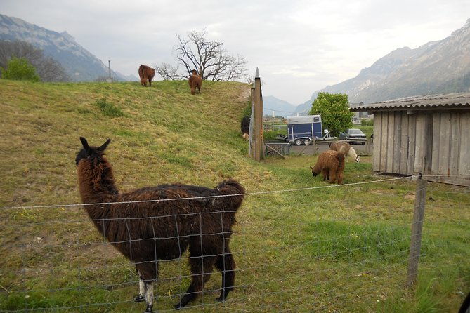 interlaken-private-tour-mountains-cows-thun-lake-and-brienz-lake