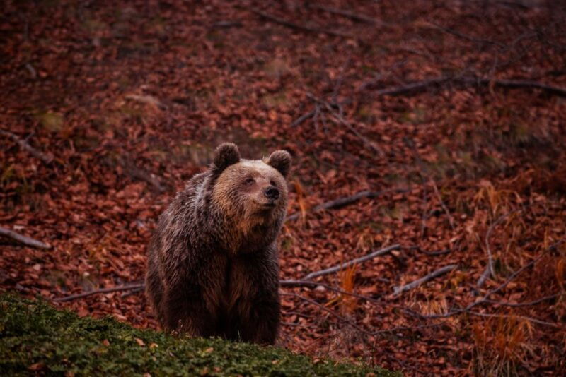 international-environmental-centre-of-arcturos-tour