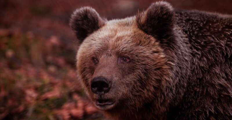 international-environmental-centre-of-arcturos-tour