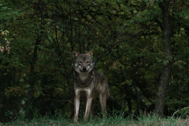 international-environmental-centre-of-arcturos-tour