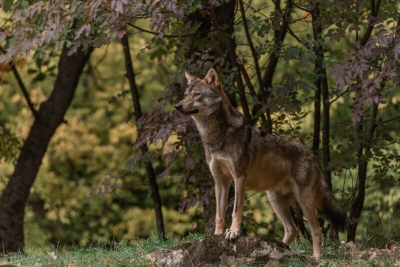 international-environmental-centre-of-arcturos-tour
