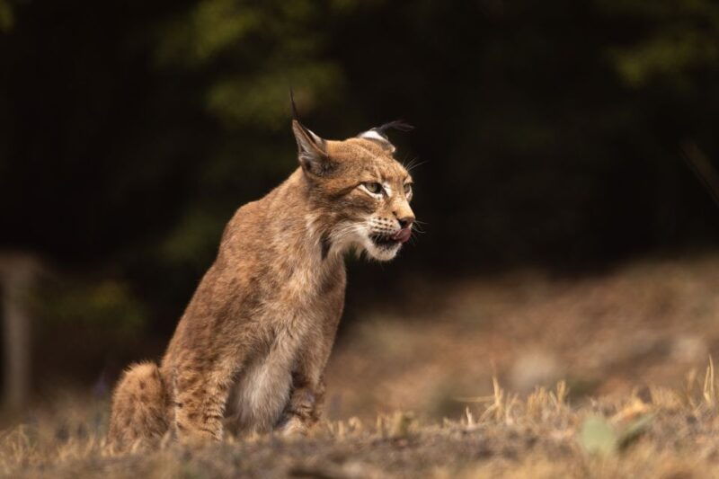 international-environmental-centre-of-arcturos-tour
