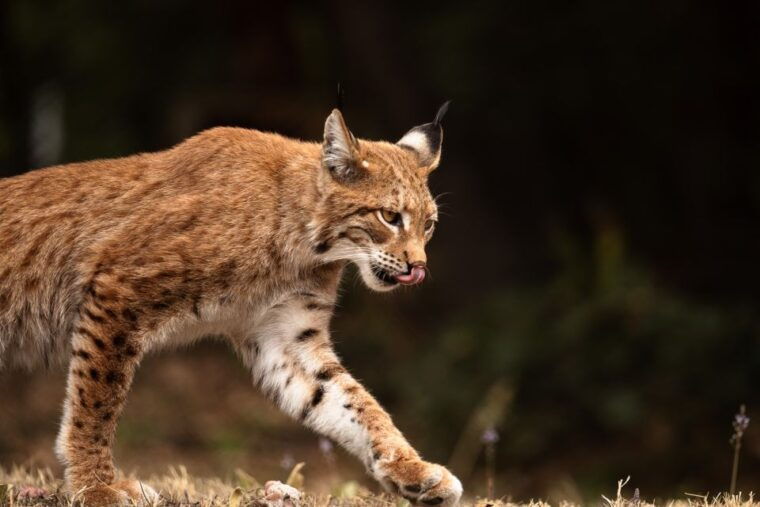 international-environmental-centre-of-arcturos-tour