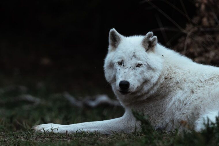 international-environmental-centre-of-arcturos-tour