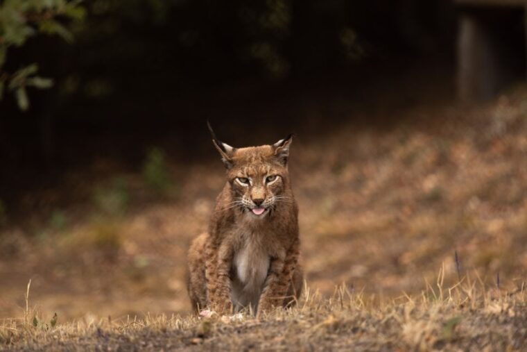 international-environmental-centre-of-arcturos-tour