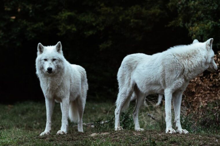 international-environmental-centre-of-arcturos-tour