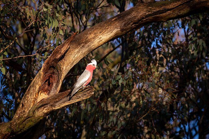 Intimate Blue Mountains Wild Kangaroos & Sunset for Nature Lovers - What Makes This Tour Stand Out