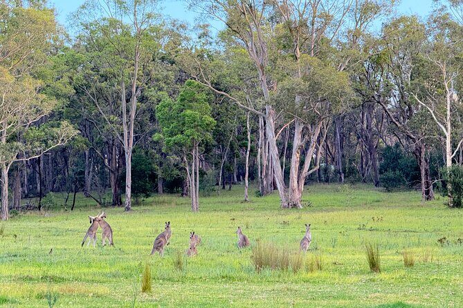 Intimate Blue Mountains Wild Kangaroos & Sunset for Nature Lovers - Why This Tour Offers Great Value